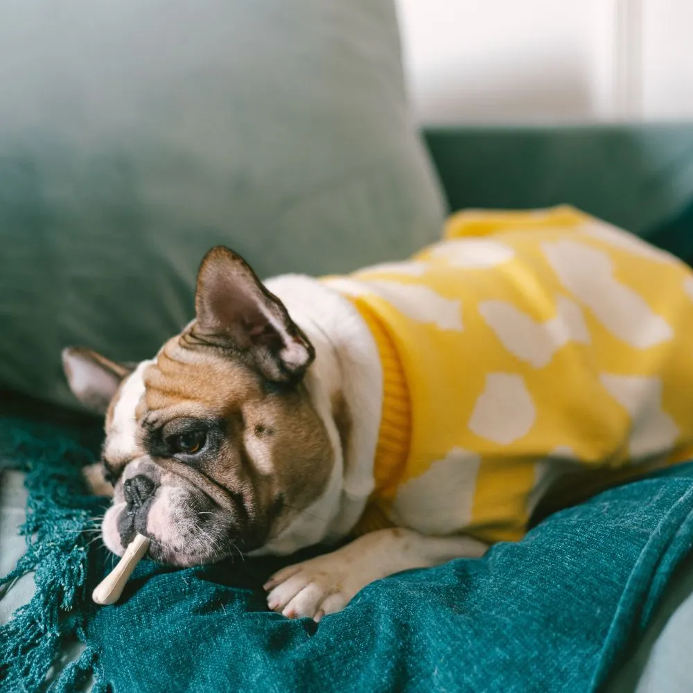Pack of 2 Dog sweaters Shivery